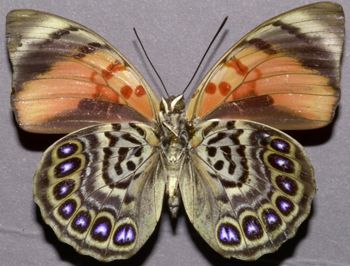 Media type: image;   Entomology 16644 Aspect: habitus ventral view
